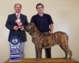 Matriz - Fila Brasileiro Tigrado - Canil Singular - Safira